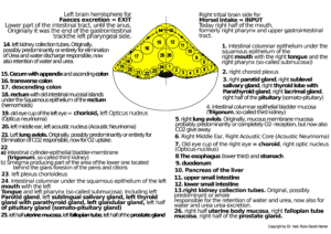 brainstem