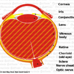 Eye Organ Graphic