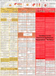 Ektoderm - diagnostic chart cerebral cortex