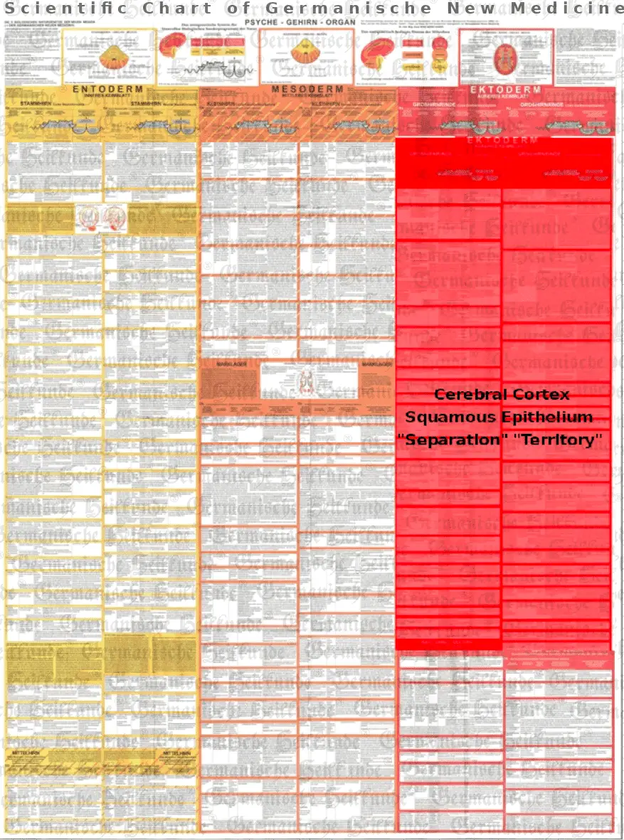 Ektoderm - diagnostic chart cerebral cortex