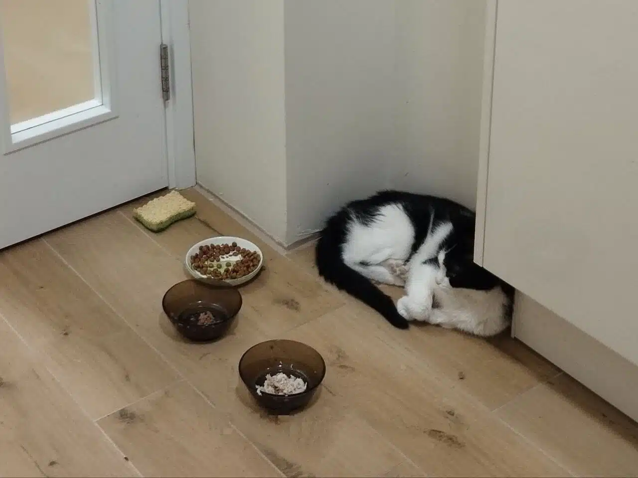 Cat Gosha - Always keep the morsel in sight